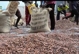 Revue de presse : des acheteurs de café-cacao sont arrêtés pour non-respect des prix